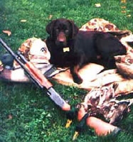 Merganser's Ruger with first duck retrieves (Merganser's  (24kb)