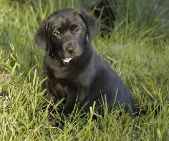 Tiger Black male (owned by Leroy Taylor, Houston, TX). April 22, 2004