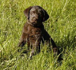 Purple Chocolate male (owned by Tiffany Lucero, Albany, OR). April 22, 2004