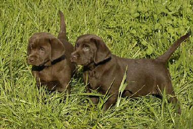 Purple Chocolate male (owned by Tiffany Lucero, Albany, OR) and Blue Chocolate male (owned by Marj Turner, Woodinville, WA) April 22, 2004