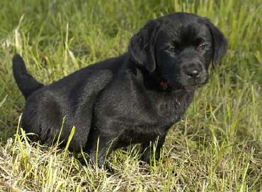 Pink Black female (owned by Ed & Barbara Ferman, Concord, NH) April 22, 2004