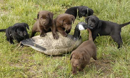 Cutter/Yahoo pups enjoying a sunny Spring day on our ponds April 13, 2004, Day 47