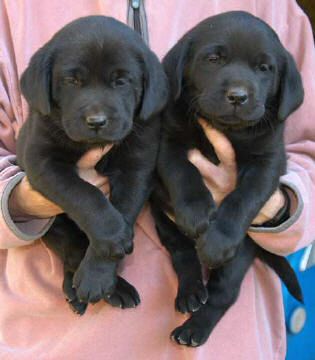 Cutter/Yahoo Black females, Day 42 Collar colors (L to R): Green & Pink April 8, 2004