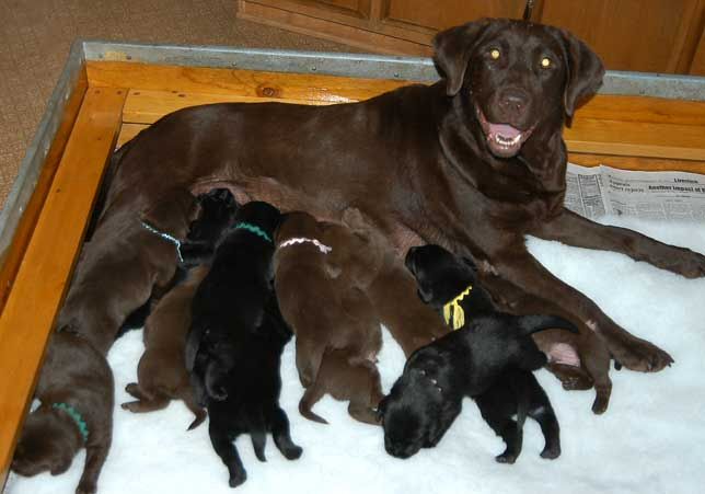 Yahoo and pups, day 16 March 13, 2004