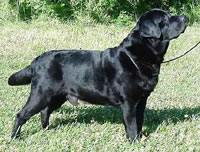  Am/Int CH Tabatha's Gingerbred Cutter CD, JH #1 Ranked Show Labrador in the USA in 1996 (59kb)