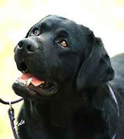  Am/Int CH Tabatha's Gingerbred Cutter CD, JH #1 Ranked Show Labrador in the USA in 1996 (8kb)
