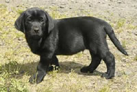 Blue Black male (owned by Jeff Pope,Ephrata, WA).  April 22, 2004 (26kb)