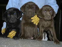 The Houston, TX Trio: Tiger Black male (owned by Leroy Taylor), Red Print Chocolate male (owned by Richard & Shelley Daly), and Pink Chocolate female (owned by Mary Moody). April 23, 2004 (23kb)
