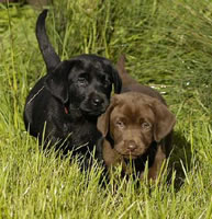 Red Black male (owned by Darren & Betsy Jager, Portland, OR) and Happy Face Chocolate female (owned by Jason Beard & Erin Hansen, Fairview, KS) April 22, 2004 (40kb)