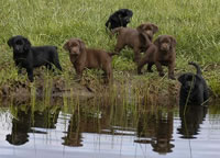 Cutter/Yahoo pups enjoying a sunny Spring day on our ponds April 13, 2004, Day 47 (53kb)