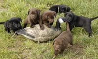 Cutter/Yahoo pups enjoying a sunny Spring day on our ponds April 13, 2004, Day 47 (51kb)