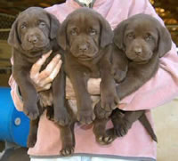 Cutter/Yahoo Chocolate males, Day 42 Collar colors (L to R): Blue, Purple, & Red Print April 8, 2004 (22kb)