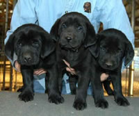 Cutter/Yahoo Black males, Day 43 Collar colors (L to R): Blue, Tiger, Red April 9, 2004 (24kb)