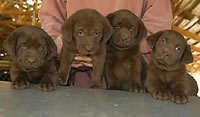Cutter/Yahoo Chocolate females, Day 42 Collar colors: (L to R): Green, Happy Face, Green Print, & Pink April 8, 2004 (20kb)