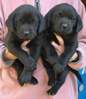 Cutter/Yahoo Black females, Day 42 Collar colors (L to R): Green & Pink April 8, 2004 (20kb)