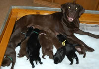 Yahoo and pups, day 16 March 13, 2004 (40kb)