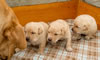 Three Favre x Maddie male pups, Day 19. January 21, 2015