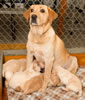 Maddie and pups, Day 24. July 17, 2016