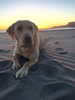 A Favre/Maddie male pup from a previous litter