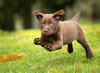 Sioux, age 7 weeks