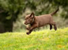 Sioux, age 7 weeks