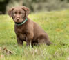 Sioux, age 7 weeks