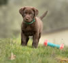 Sioux, age 7 weeks