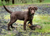 Sioux, age 15 weeks