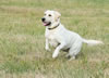 Gruden, age 23 months