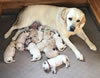 Bella and pups from a previous Gruden sired litter