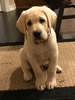 Gruden/Bella pup from a previous litter
