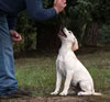 This yellow male Gruden/Benelli pup is available.