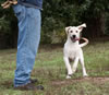 This yellow male Gruden/Benelli pup is available.