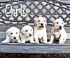 Gruden/Cabela female pups 3/12/2019