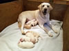 Natasha and pups