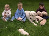 Abbigail and pups from her May 2006 litter