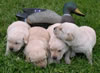 Abbigail and pups from her May 2006 litter