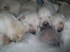 Abbigail and pups from her May 2006 litter