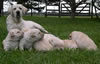 Abbigail and pups from her May 2006 litter