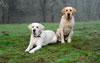 Abbigail, age 7, with her daughter, Merganser's Ruby WC, age 2, November 2008