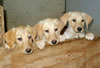 These pups available as of August 24, 2008