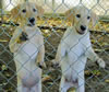These pups available as of August 24, 2008