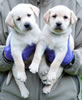 Iggy/Ruby pups, Day 43. March 28, 2009. Collar colors (L) to (R) Green & Blue Males