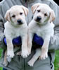 Iggy/Ruby pups, Day 43. March 28, 2009. Collar colors (L) to (R) Green Print & Black Males