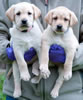 Iggy/Ruby pups, Day 43. March 28, 2009. Collar colors (L) to (R) Pink & Blue Print Females