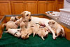 Iggy/Ruby pups, Day 25. March 10, 2009