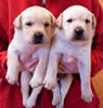 Iggy/Ruby pups, Day 23. March 8, 2009. Collar colors (L) to (R) Green Print & Black Males