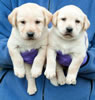 Iggy/Ruby pups, Day 35. March 19, 2009. Collar colors (L) to (R) Green Print & Blue Males