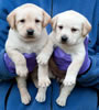 Iggy/Ruby pups, Day 35. March 19, 2009. Collar colors (L) to (R) Pink & Red Print Females