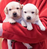 Iggy/Ruby pups, Day 23. March 8, 2009. Collar colors (L) to (R) Pink & Red Print Females